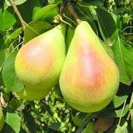 Саджанець Груша Санта Марія